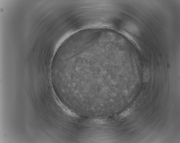 X0000066531086200603311814