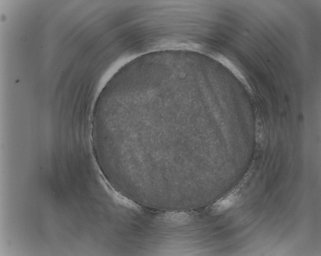 X0000066531094200603311814