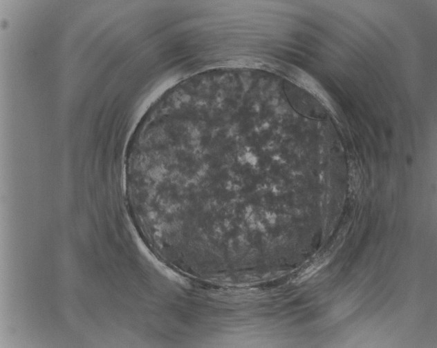 X0000066531095200603311814