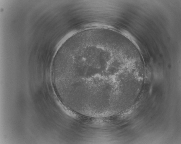 X0000066531098200603311814