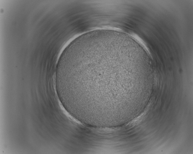 X0000066531100200603311814