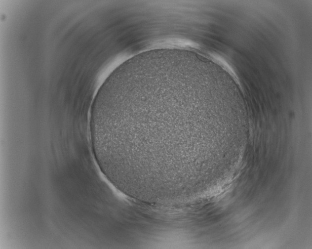 X0000066531103200603311813