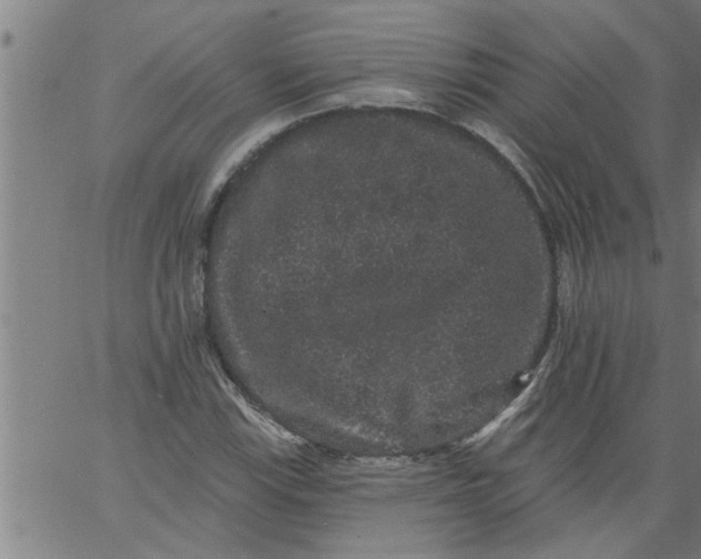 X0000066531115200603311813