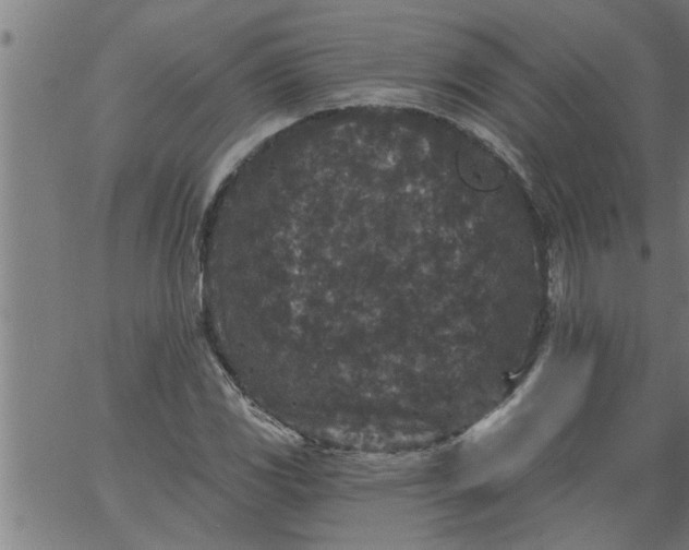 X0000066531117200603311813