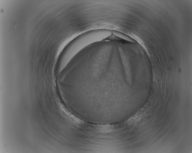 X0000066531120200603311813