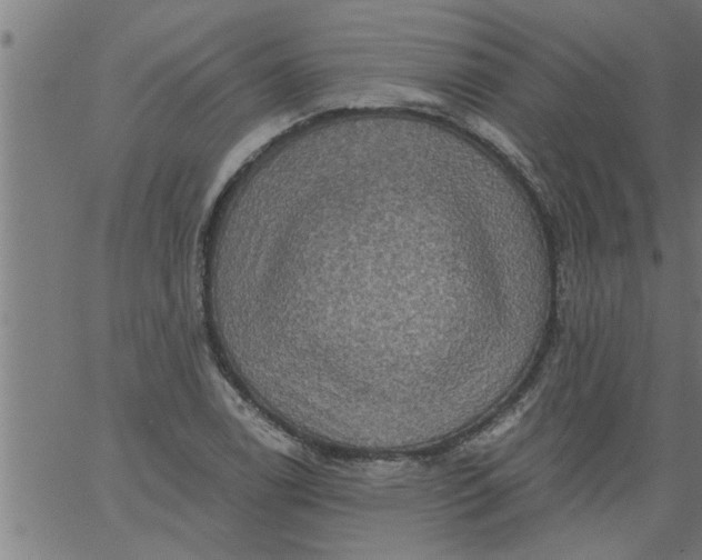 X0000066531122200603311813