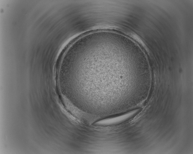 X0000066531124200603311813