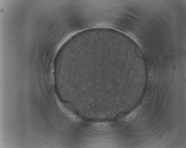 X0000066531126200603311813