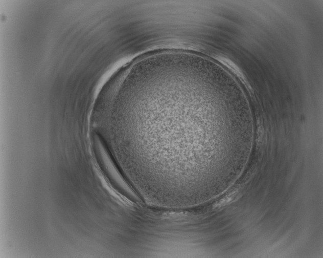 X0000066531128200603311813