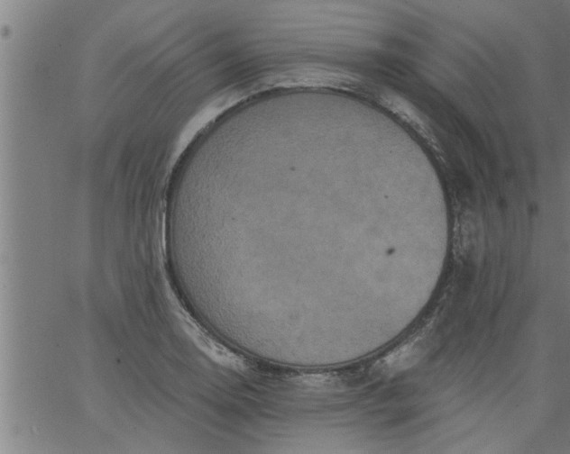 X0000066531130200603311813