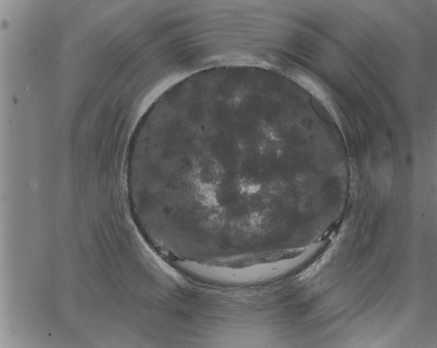 X0000066531141200603311813