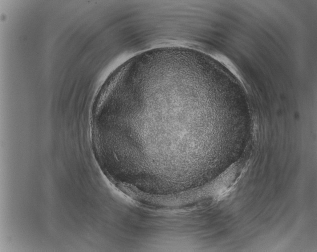 X0000066531143200603311813