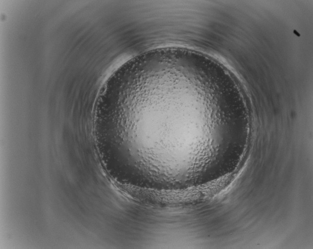 X0000066531145200603311813