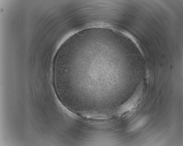 X0000066531147200603311813