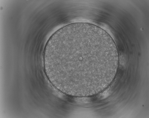 X0000066531150200603311813