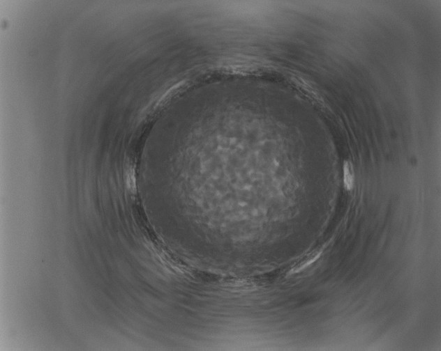 X0000066531155200603311813