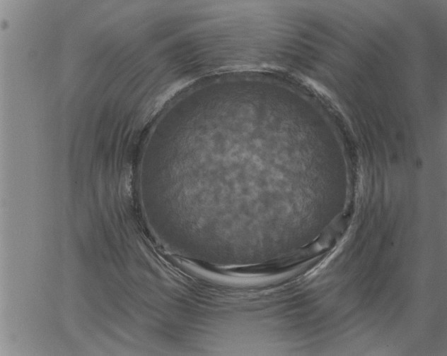 X0000066531161200603311813