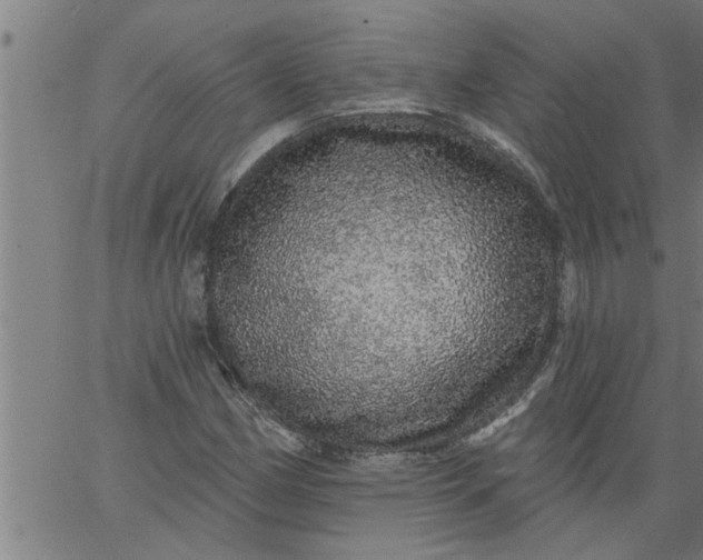 X0000066531162200603311813