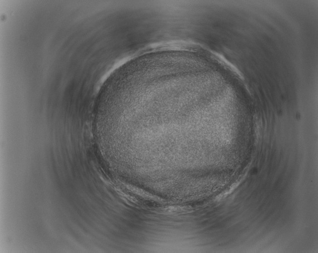 X0000066531166200603311812