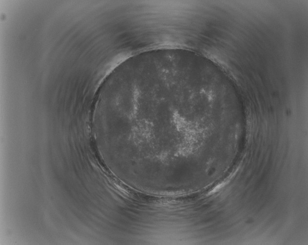 X0000066531170200603311812