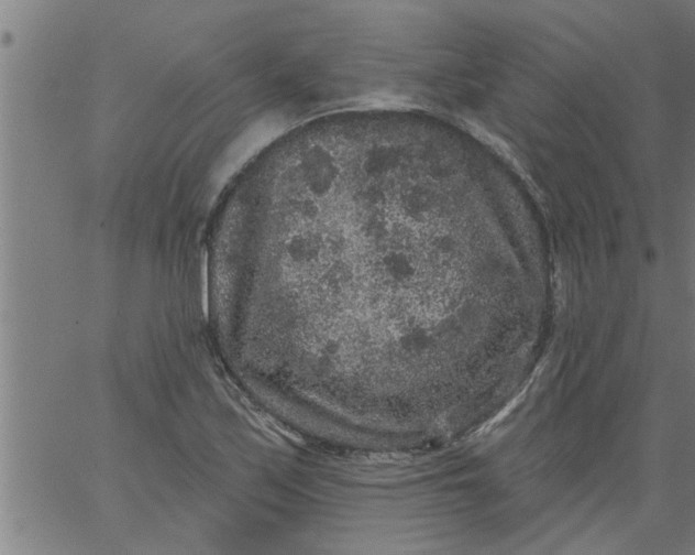 X0000066531171200603311812