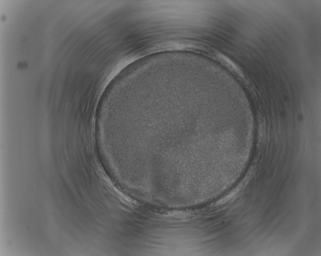 X0000066531178200603311812