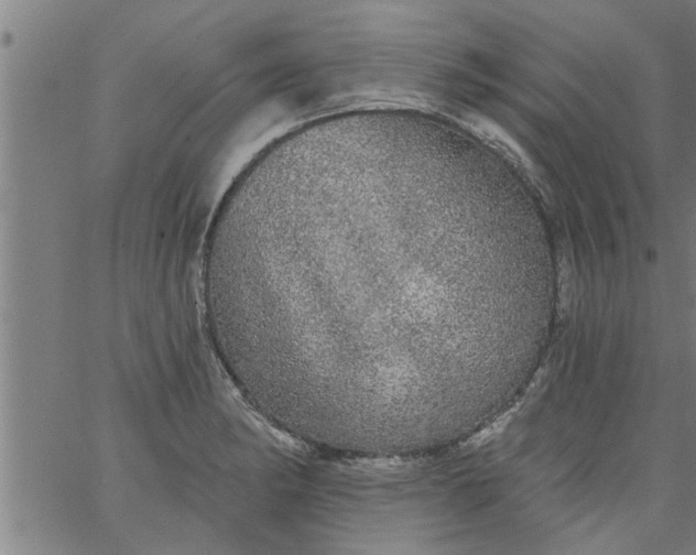 X0000066531182200603311812