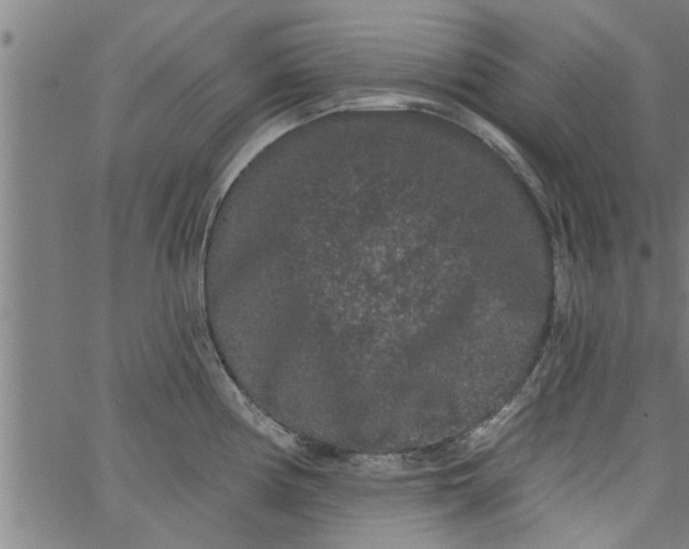 X0000066531194200603311812