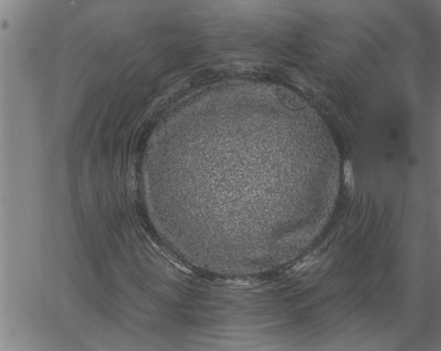 X0000066531203200603311811