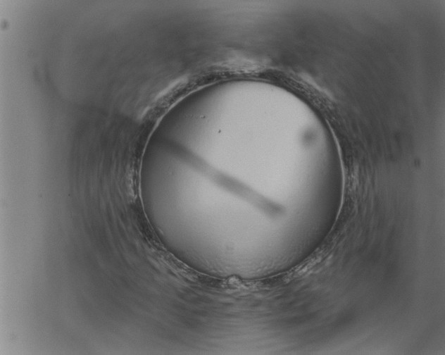 X0000066531205200603311811