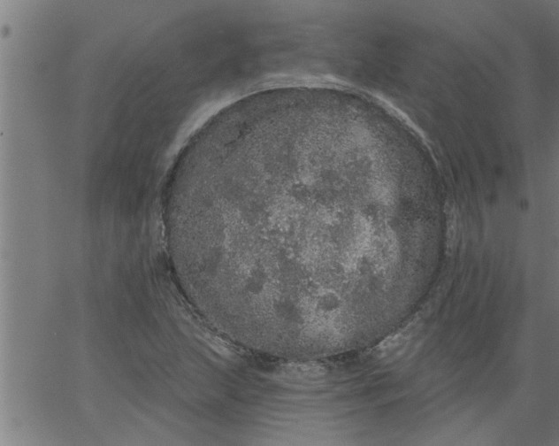 X0000066531215200603311811