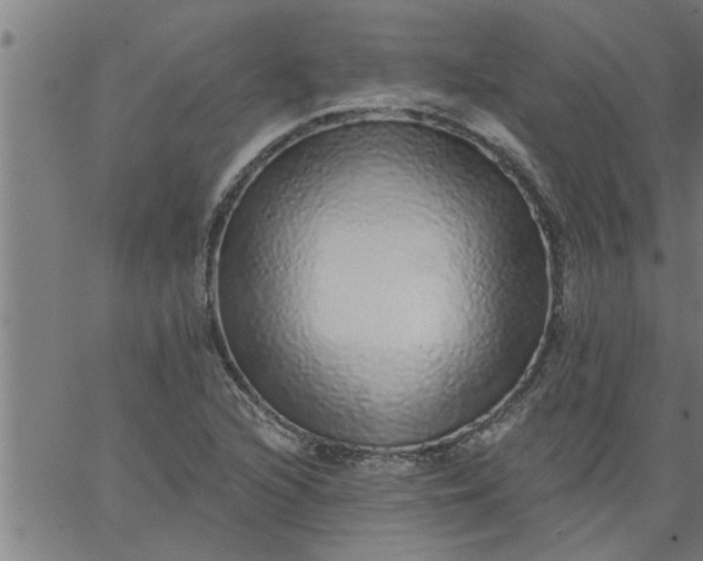 X0000066531216200603311811