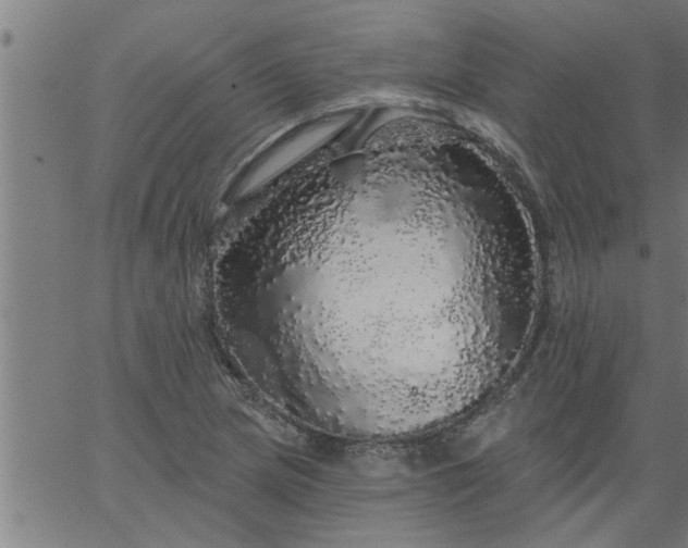 X0000066531217200603311811