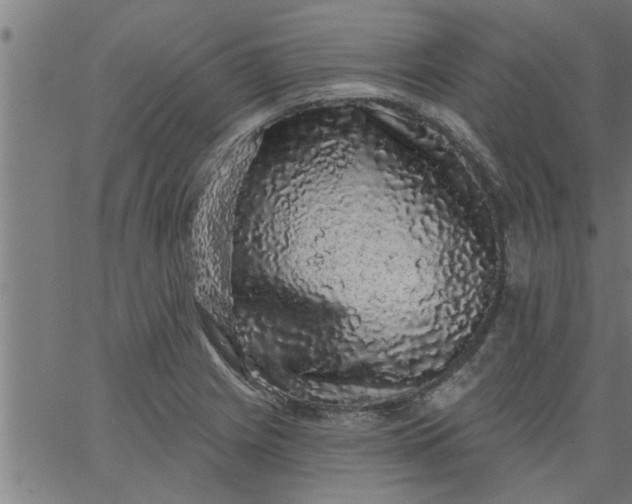 X0000066531225200603311811