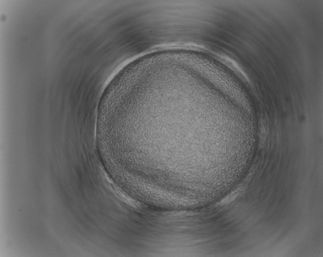 X0000066531228200603311812