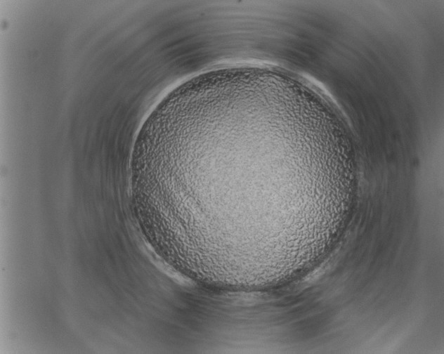 X0000066531236200603311812