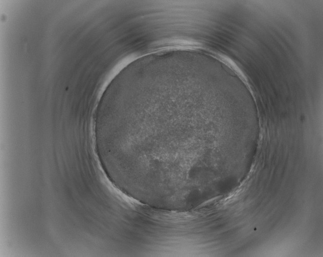 X0000066531243200603311812