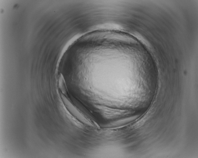 X0000066531248200603311812