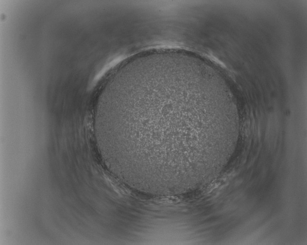 X0000066531255200603311811