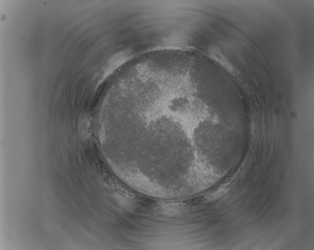 X0000066531258200603311811