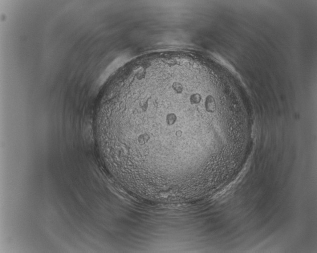 X0000066531259200603311811