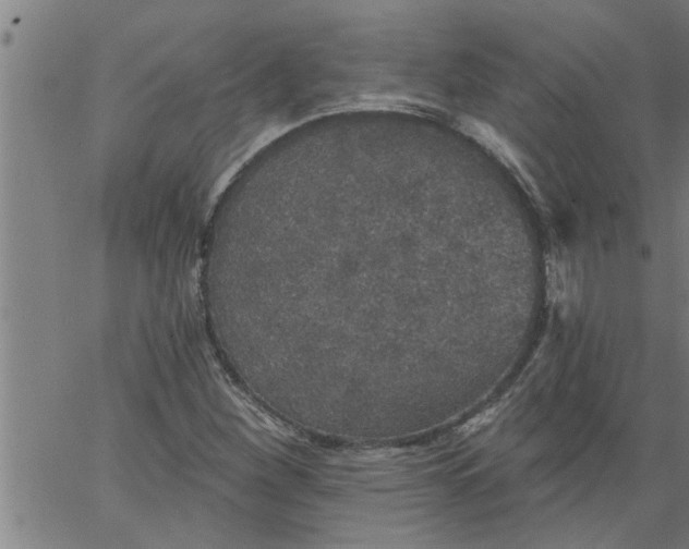 X0000066531260200603311811