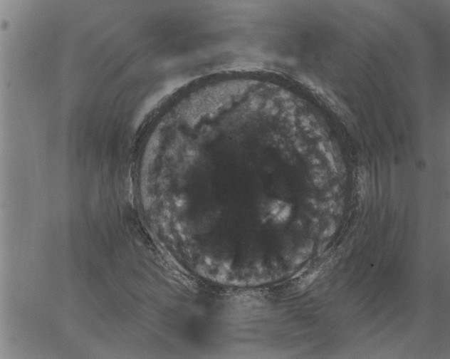 X0000066531262200603311811