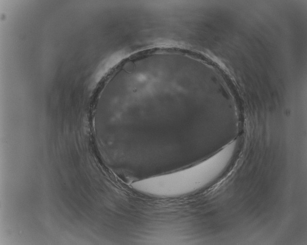 X0000066531263200603311811