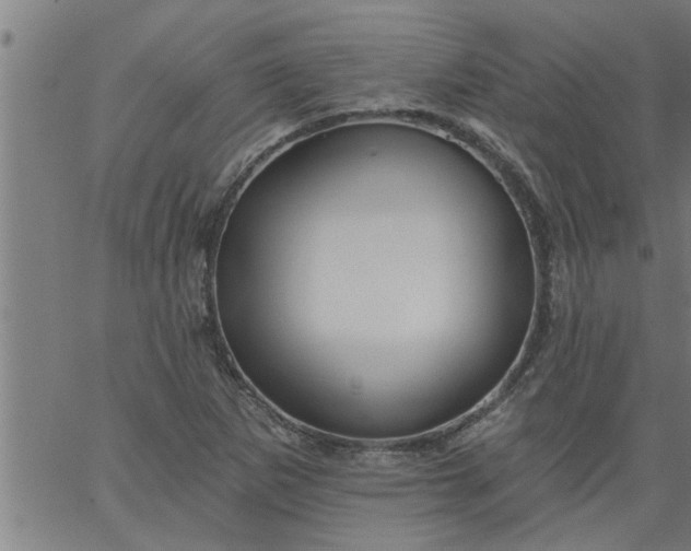 X0000066531265200603311811