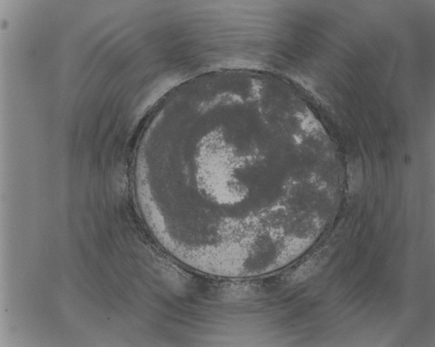 X0000066531266200603311811