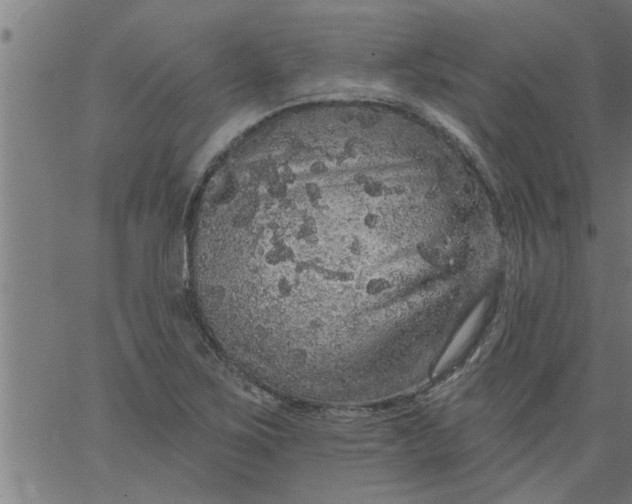 X0000066531267200603311811