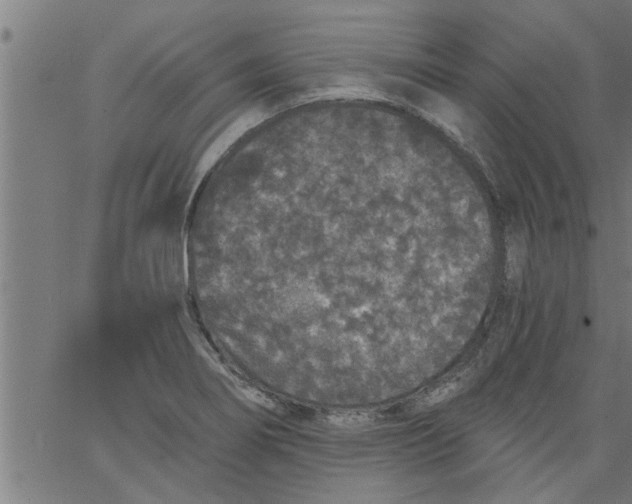 X0000066531274200603311811