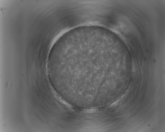 X0000066531278200603311811