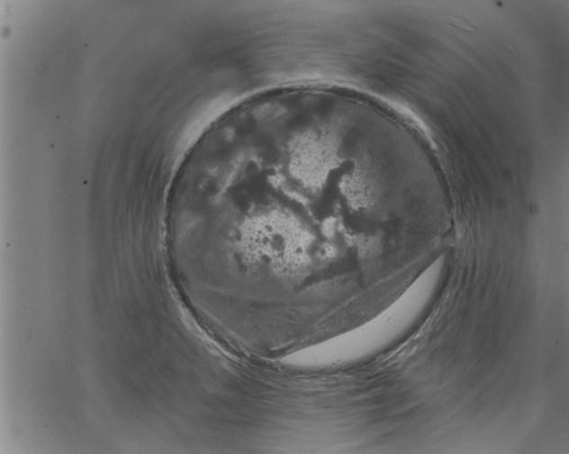 X0000066531279200603311811